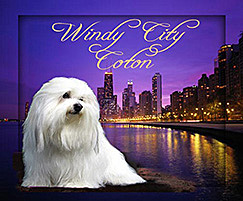 Windy City Coton